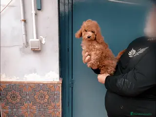 Caniche Toy perros Macho apricot 4 meses🐾🐾💙 - Anuncio 3