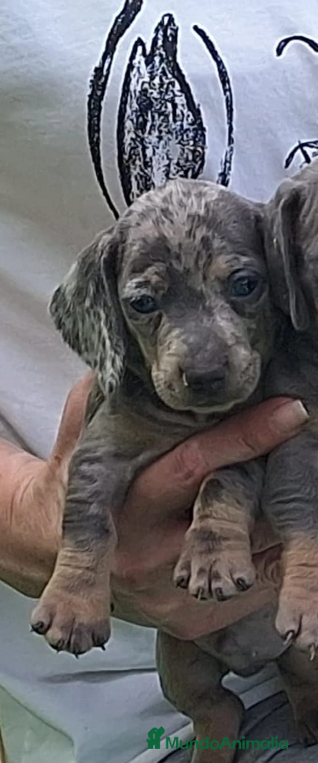 Teckel Miniatura perros en venta: Teckel miniatura - Anuncio 2