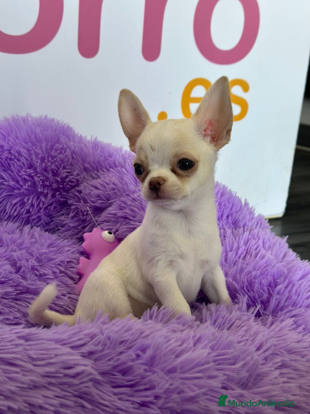 Chihuahua perros en venta: CHIHUAHUA - Imagen 1