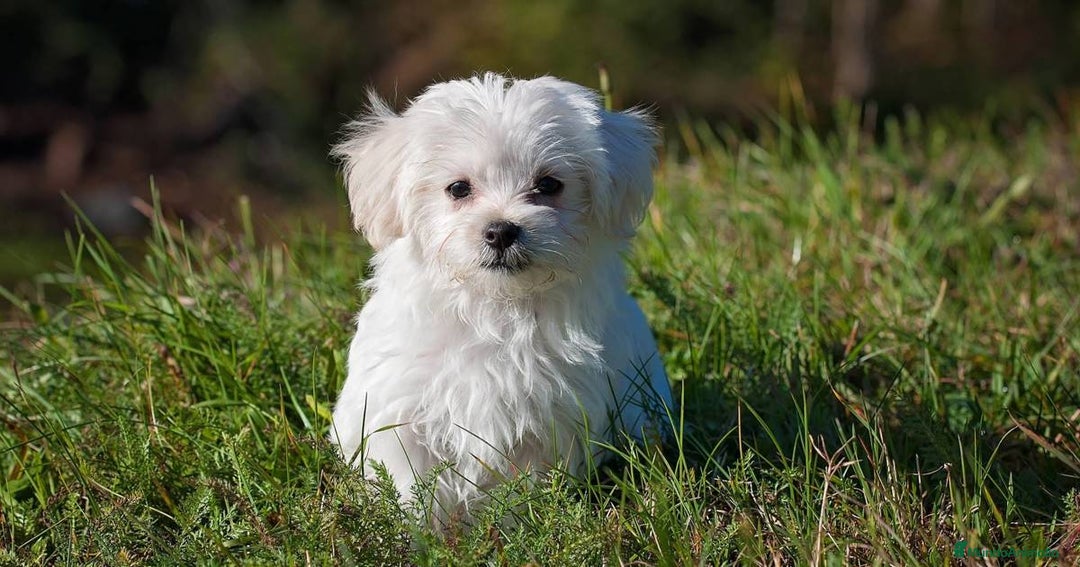 Bichón Maltés perros en venta: Bichón maltés mini - Anuncio 1