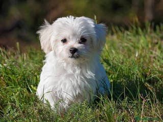 Bichón Maltés perros Bichón maltés mini - Anuncio 4