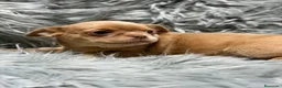 Chihuahua perros en venta: Chihuahua Isabella  - Anuncio 2