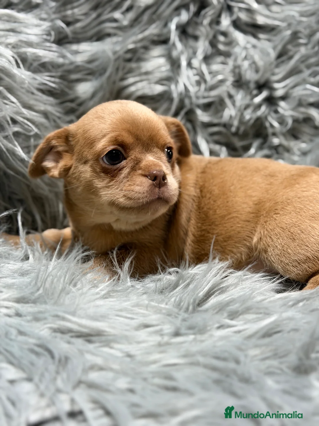 Chihuahua perros en venta: Chihuahua Isabella  - Anuncio 2
