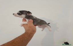 Chihuahua perros en venta: Exclusivos chihuahuas mini toy - Imagen 1