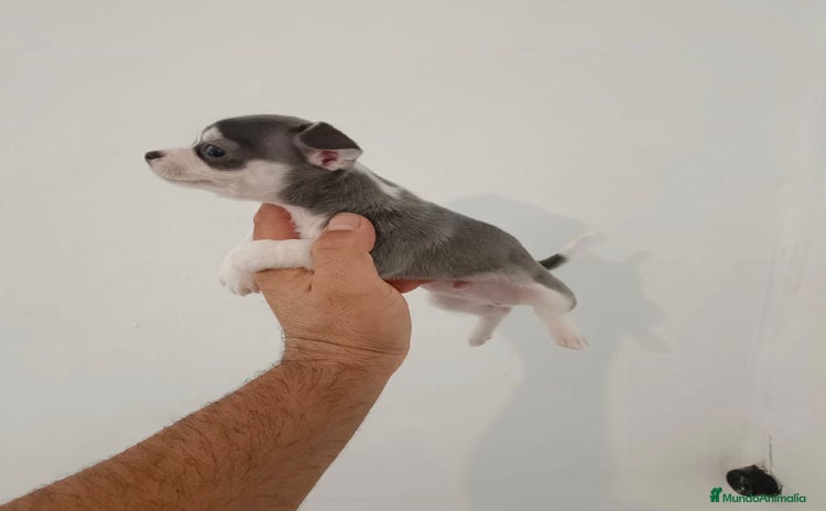 Chihuahua perros - Anuncio 9