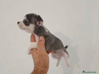 Chihuahua perros - Anuncio 25