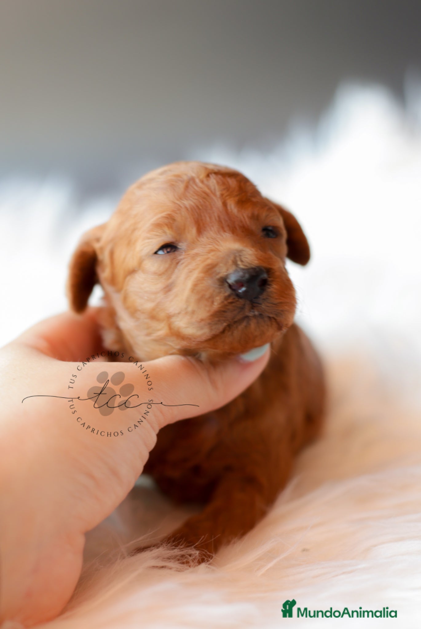 Caniche Toy perros HEMBRA CANICHE TOY ROJA - Anuncio 2