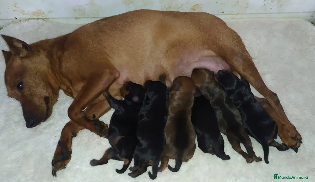 Pinscher Miniatura perros en venta: Mini pinscher negros y rojos  - Anuncio 3