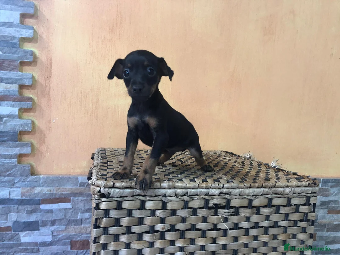 Pinscher Miniatura perros en venta: Pinscher miniatura  - Anuncio 3