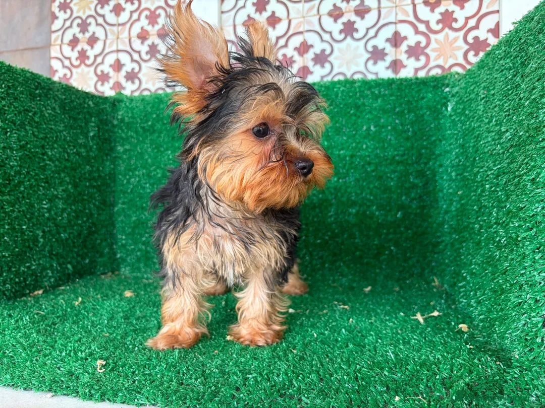 Yorkshire Terrier perros en venta: yorkshire terrier - Anuncio 15