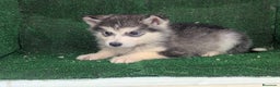 Alaskan Malamute perros en venta: Alaskan malamuten - Anuncio 1