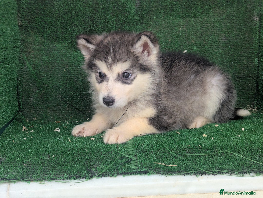Alaskan Malamute perros en venta: Alaskan malamuten - Anuncio 1