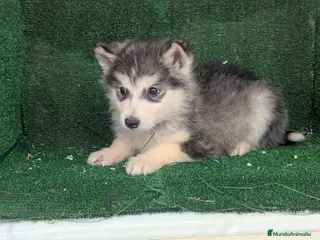 Alaskan Malamute perros Alaskan malamuten - Anuncio 8