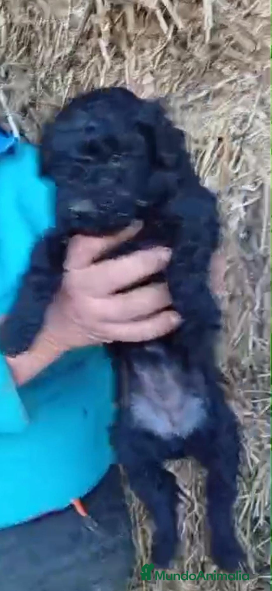 Perro de Agua Español perros en venta: Perros de agua  - Anuncio 7