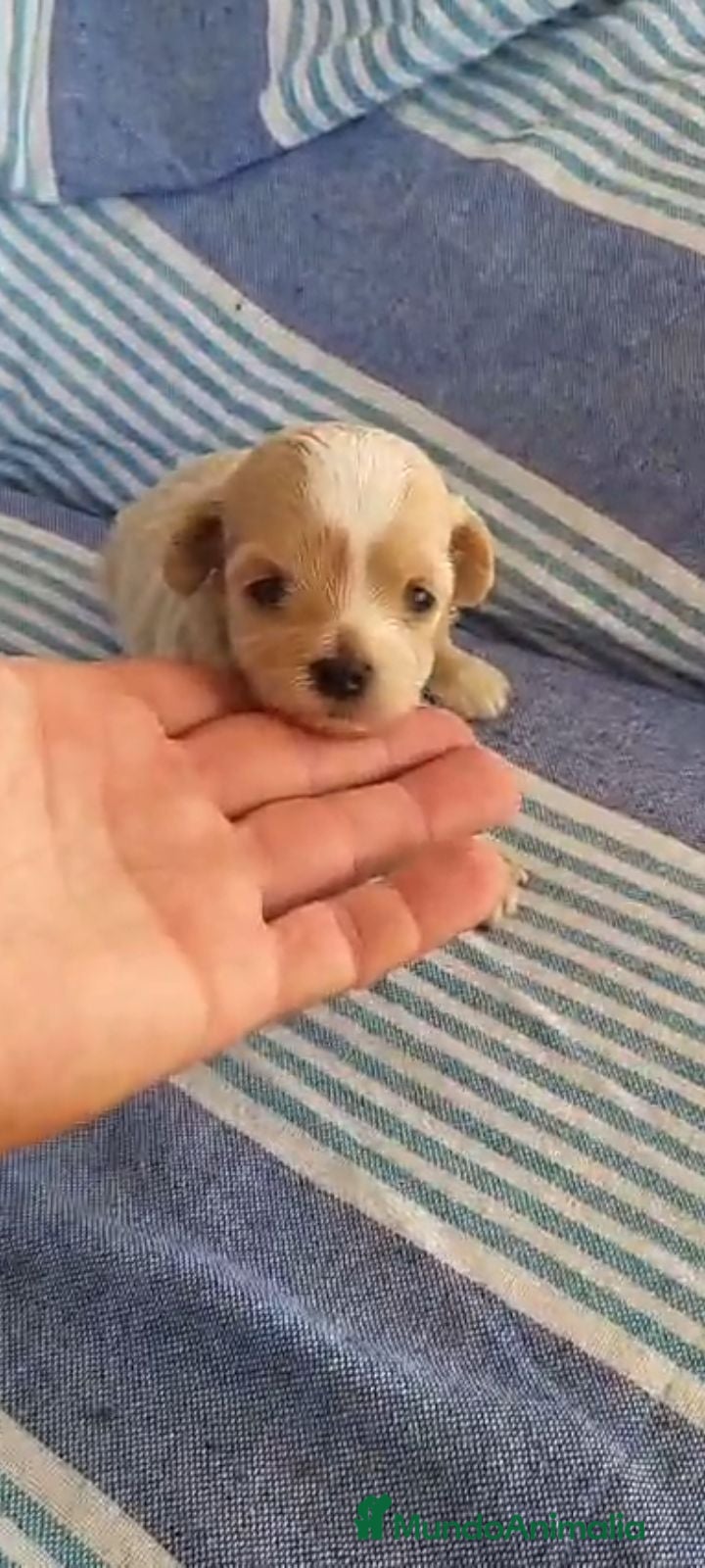 Maltipoo perros Maltipoo - Anuncio 2