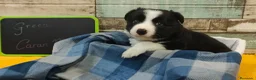 Border Collie perros en venta: Disponibles Border Collie - Entrega en septiembre - Anuncio 2