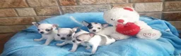 Chihuahua perros en venta: CACHORROS CHIHUAHUA - Anuncio 5