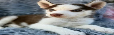Husky Siberiano 2