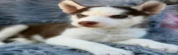 Husky Siberiano perros en venta: HUSKY - Anuncio 5