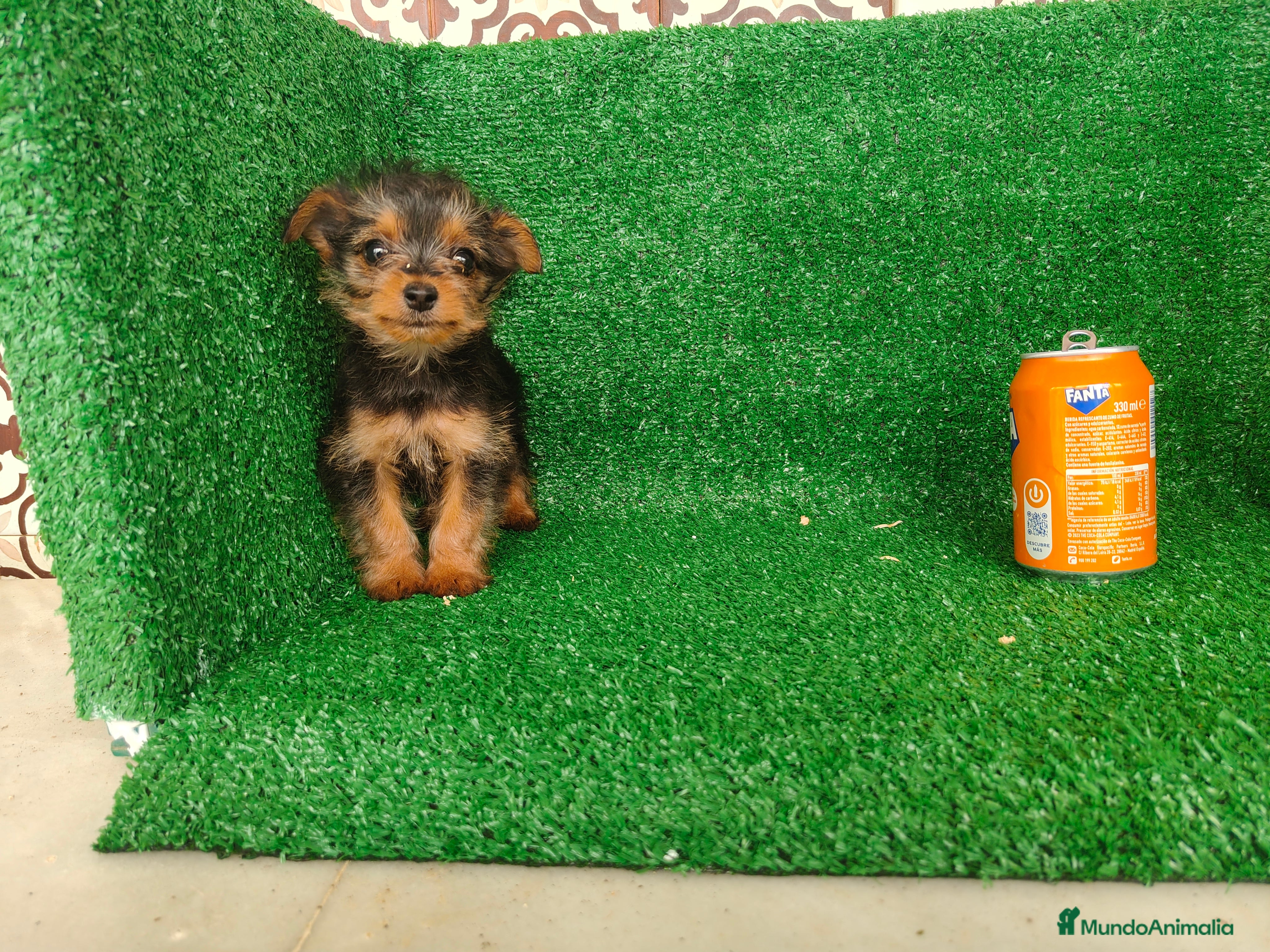 Yorkshire Terrier perros Yorkshire terrier  - Anuncio 1