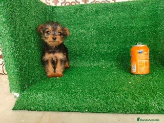 Yorkshire Terrier perros Yorkshire terrier - Anuncio 1