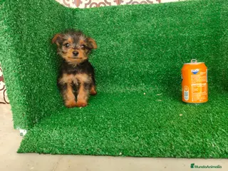 Yorkshire Terrier perros Yorkshire terrier - Anuncio 6