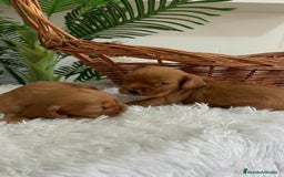 Cocker Spaniel Inglés perros en venta: COCKER SPANIEL INGLES - Imagen 21