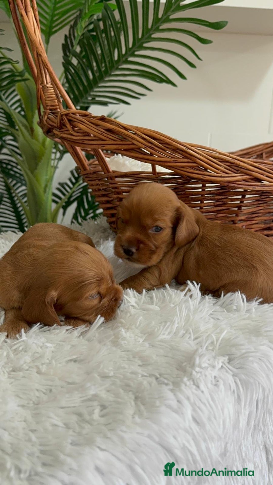 Cocker Spaniel Inglés perros en venta: COCKER SPANIEL INGLES - Imagen 21