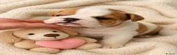 Bulldog Inglés perros en venta: Bulldog inglés macho  - Anuncio 2