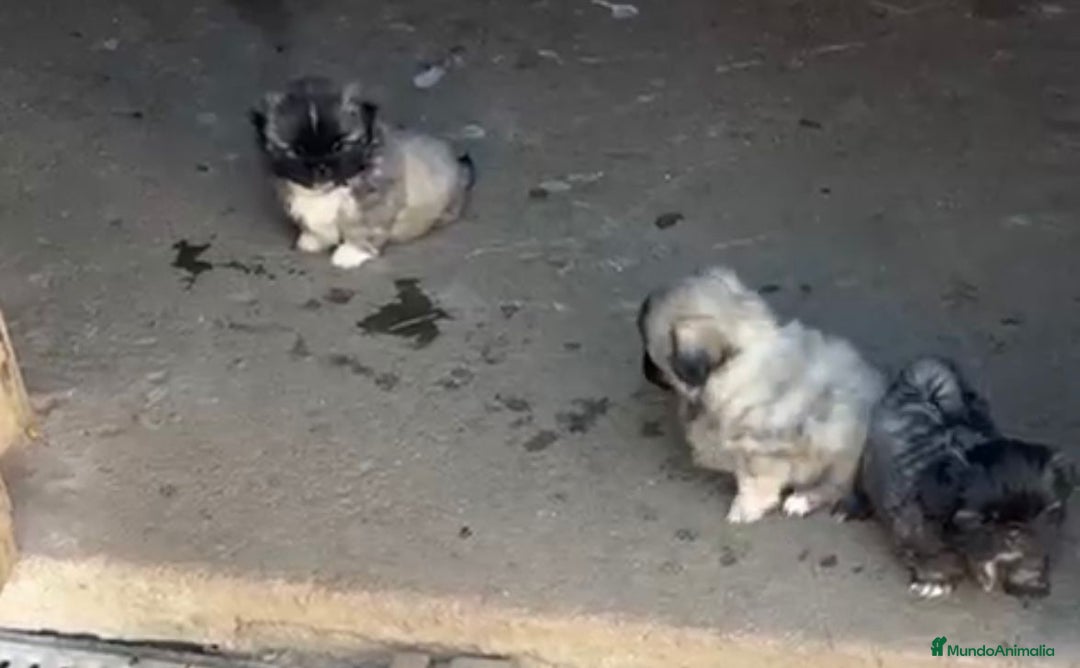 Shih Tzu perros en venta: SHIH TZU  - Imagen 6
