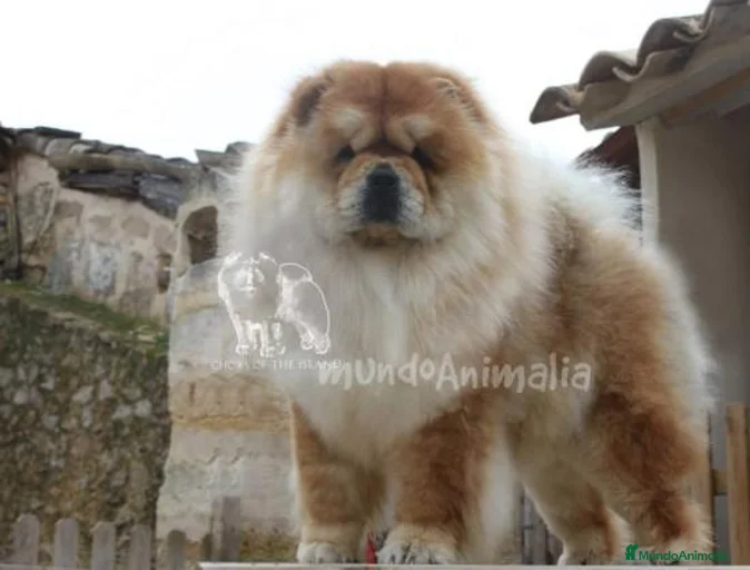 Imagen de galería {{count}}