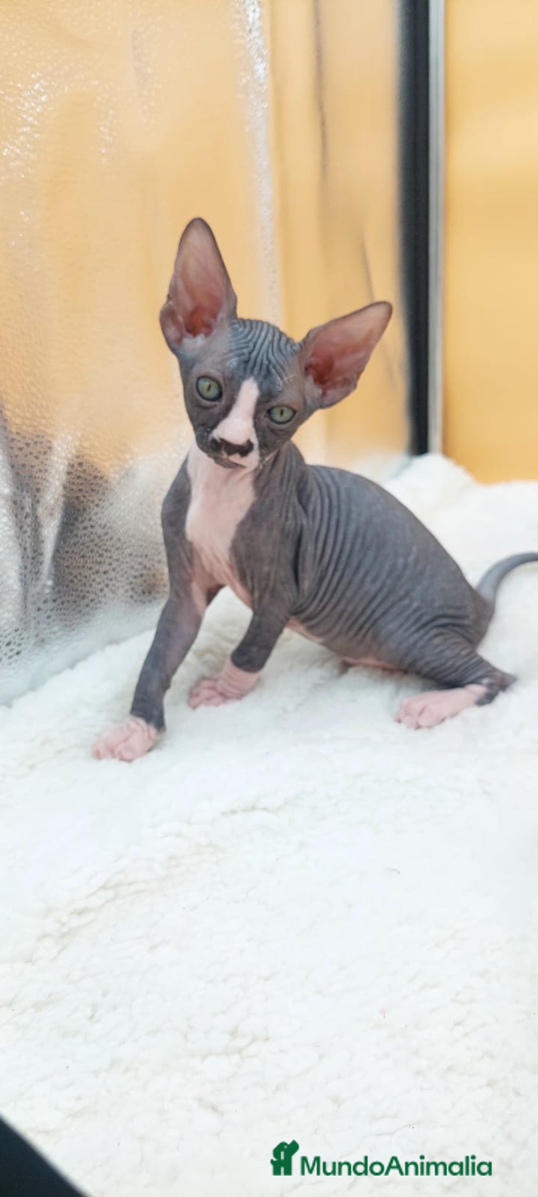 Sphynx gatos en venta: Preciosa camada de gatitos sphynx  - Imagen 21