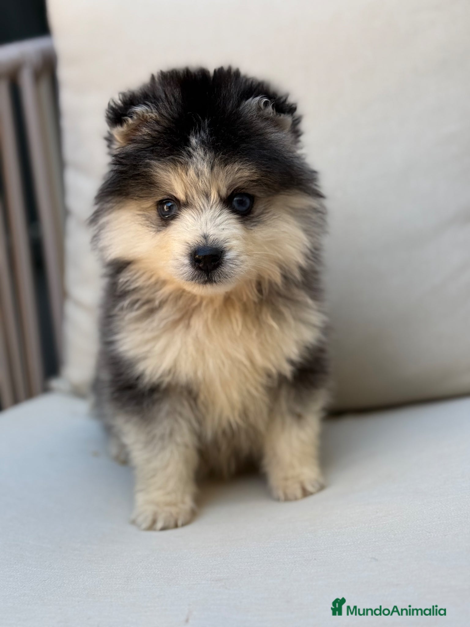 Pomsky perros Pomsky excelente pelo  - Anuncio 35