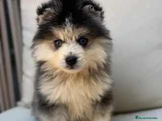 Pomsky perros Pomsky excelente pelo - Anuncio 35