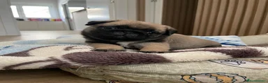 Carlino - Pug 2