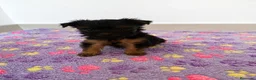 Yorkshire Terrier perros en venta: Niños de Yorkshire Terrier🩵 - Anuncio 2