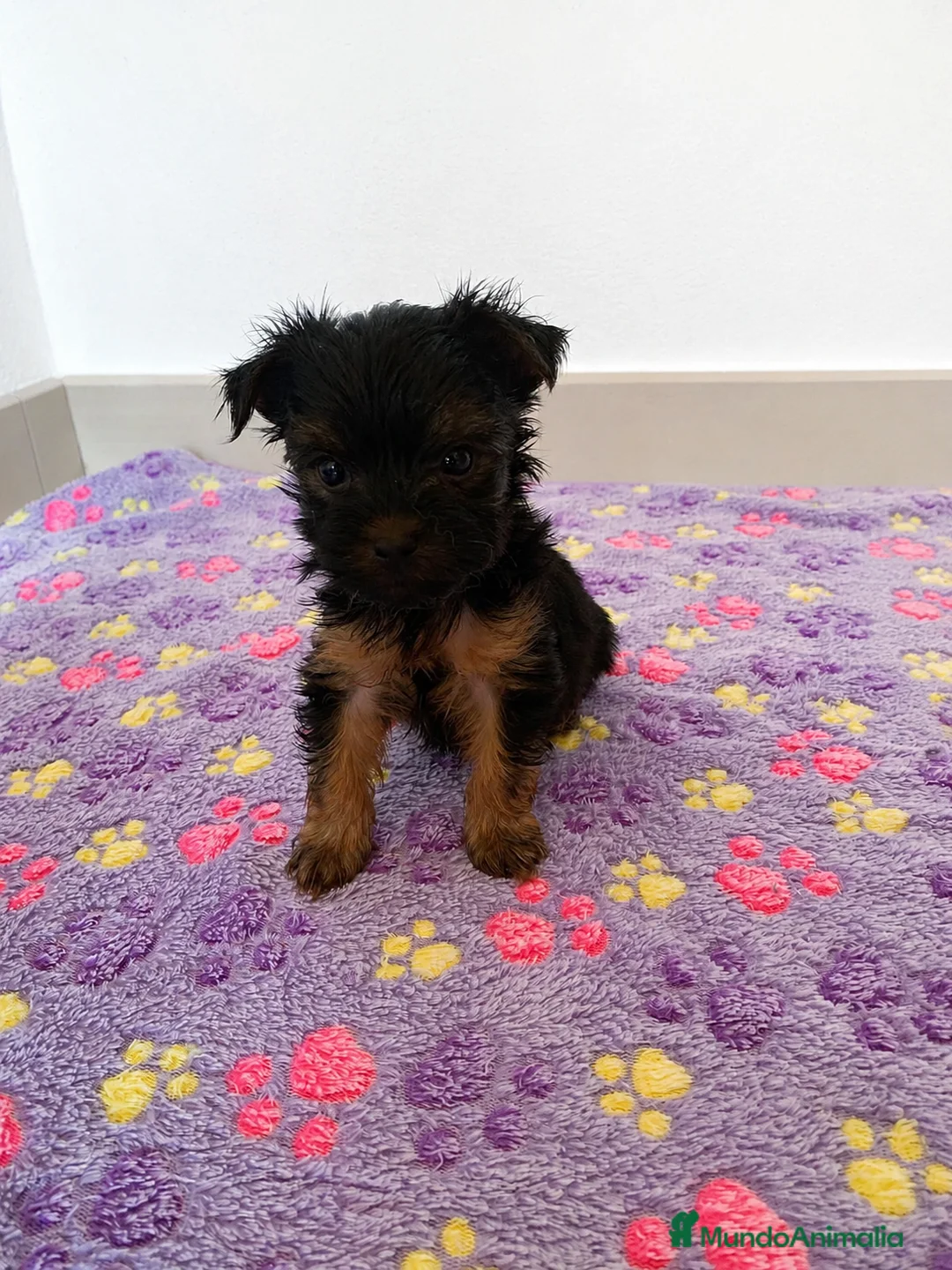Yorkshire Terrier perros en venta: Niños de Yorkshire Terrier🩵 - Anuncio 2