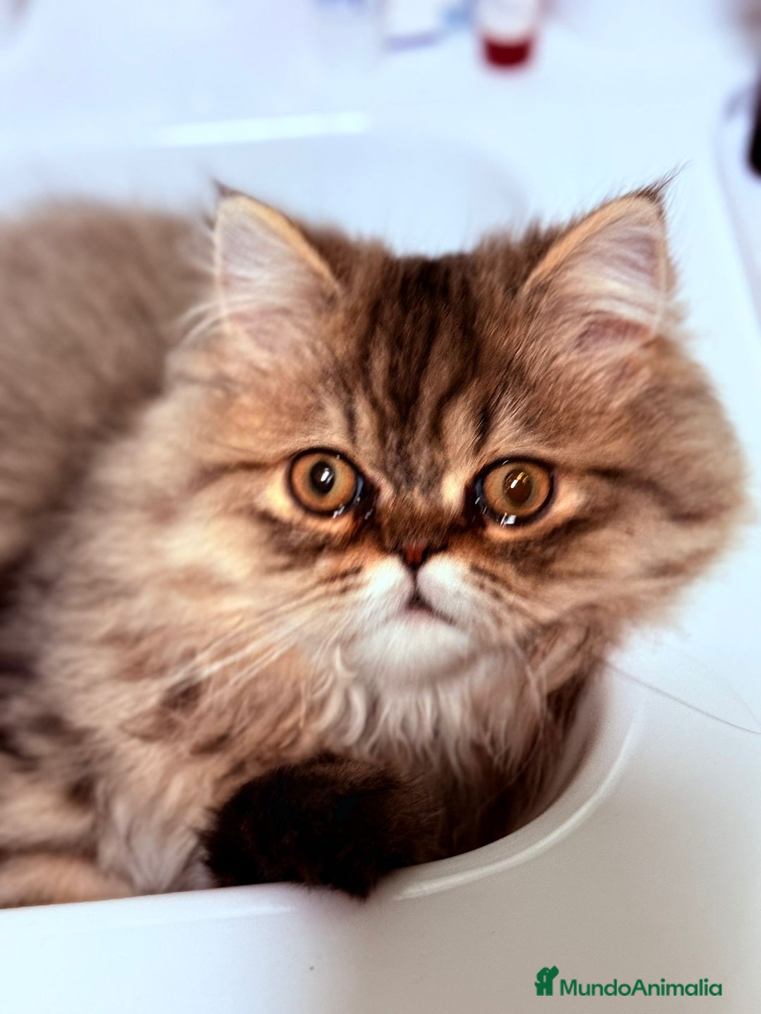 Persa gatos en venta: Gatos persa - Anuncio 2