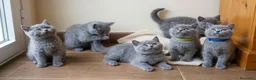 Británico de Pelo Corto gatos en venta: Gato British shorthair  - Anuncio 8