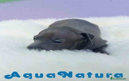 Pequeño Lebrel Italiano perros en venta:  Lebrel Italiano Hembra 1 de BN y Omega AQUANATURA - Imagen 3