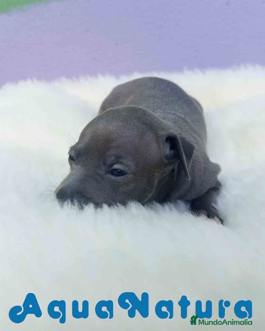 Pequeño Lebrel Italiano perros en venta:  Lebrel Italiano Hembra 1 de BN y Omega AQUANATURA - Imagen 3