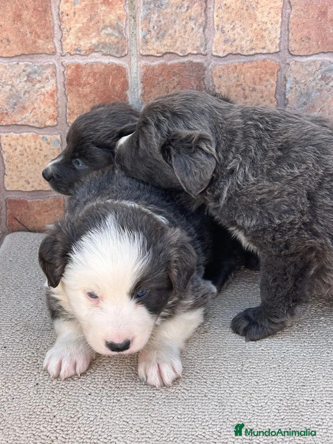 Border Collie perros en venta: Border collie blue máxima calidad  - Anuncio 1