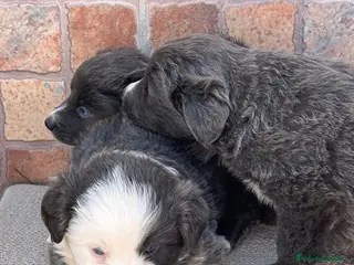 Border Collie perros Border collie blue máxima calidad - Anuncio 1