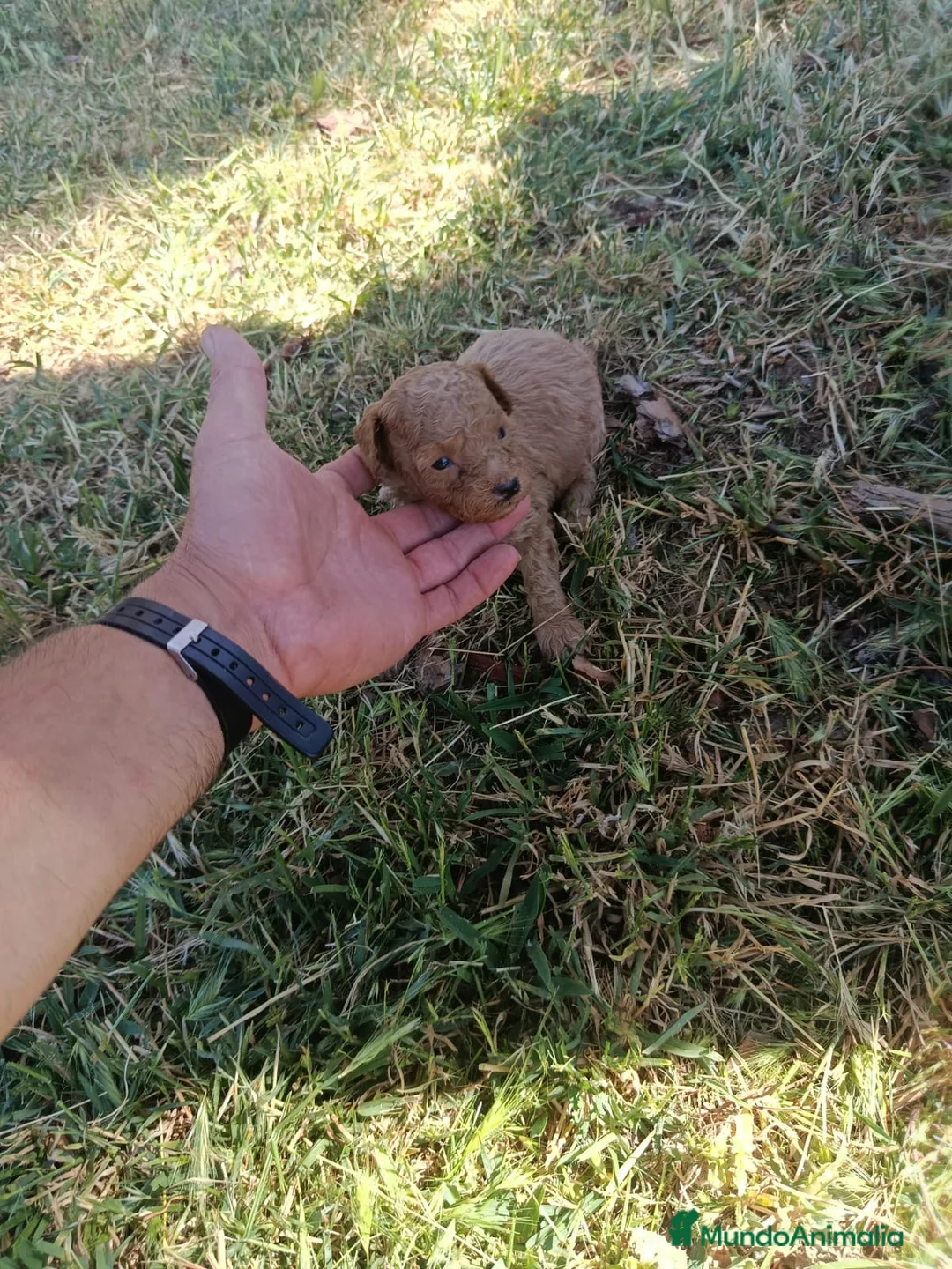 Caniche Toy perros en venta: Caniche toys machos - Anuncio 11