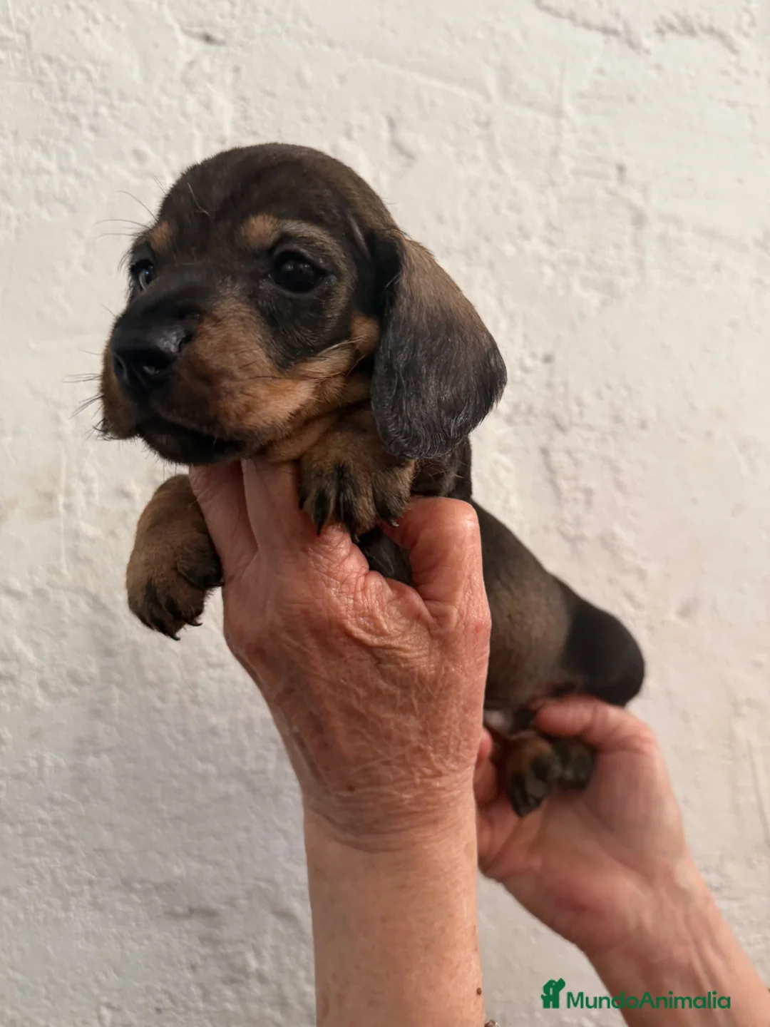 Teckel perros en venta: Macho St de Pelo Duro  - Anuncio 2