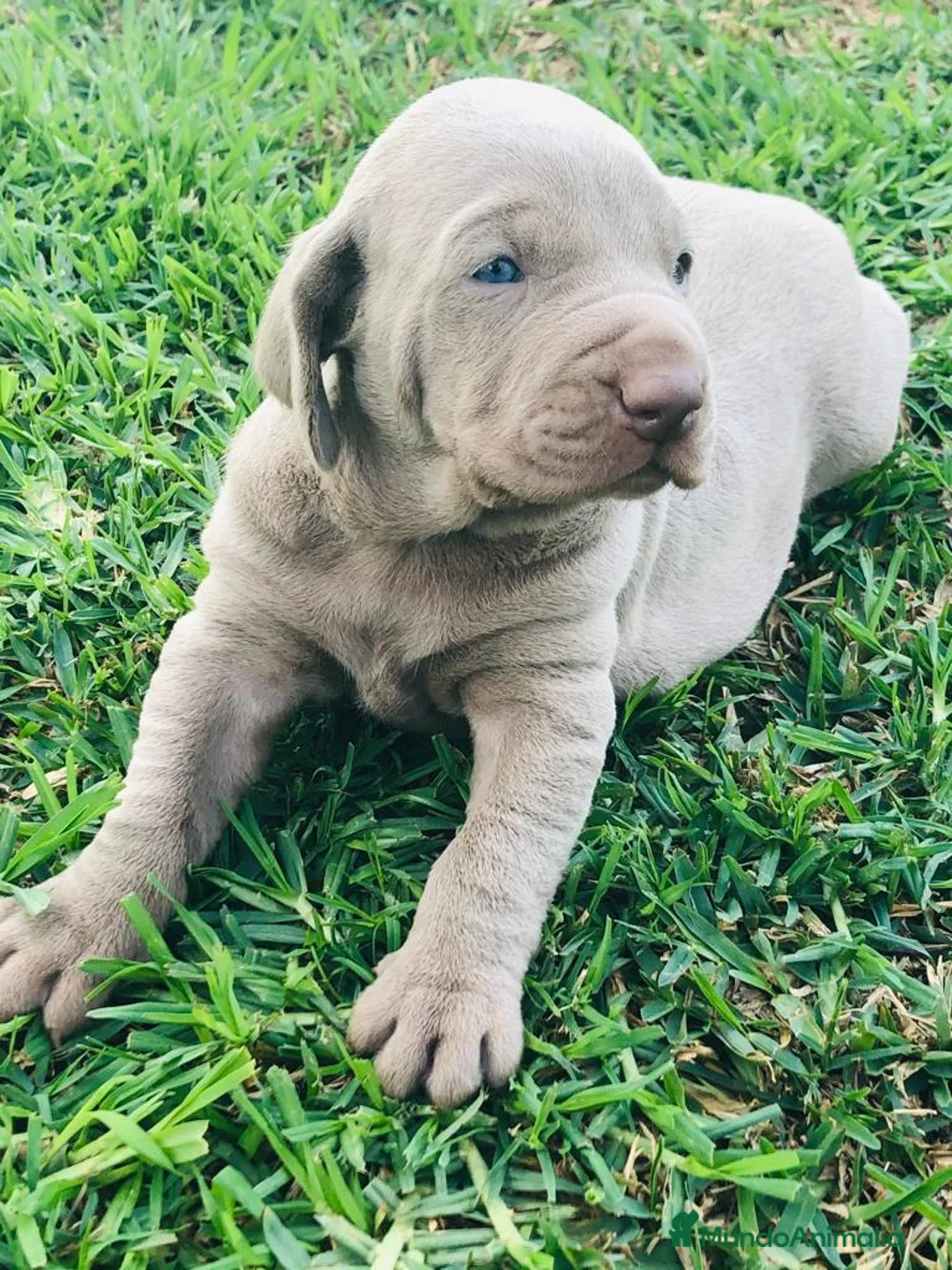 Braco Húngaro de Pelo Duro perros en venta: Camada de adorables Braco de Weimar en Madrid - Anuncio 6