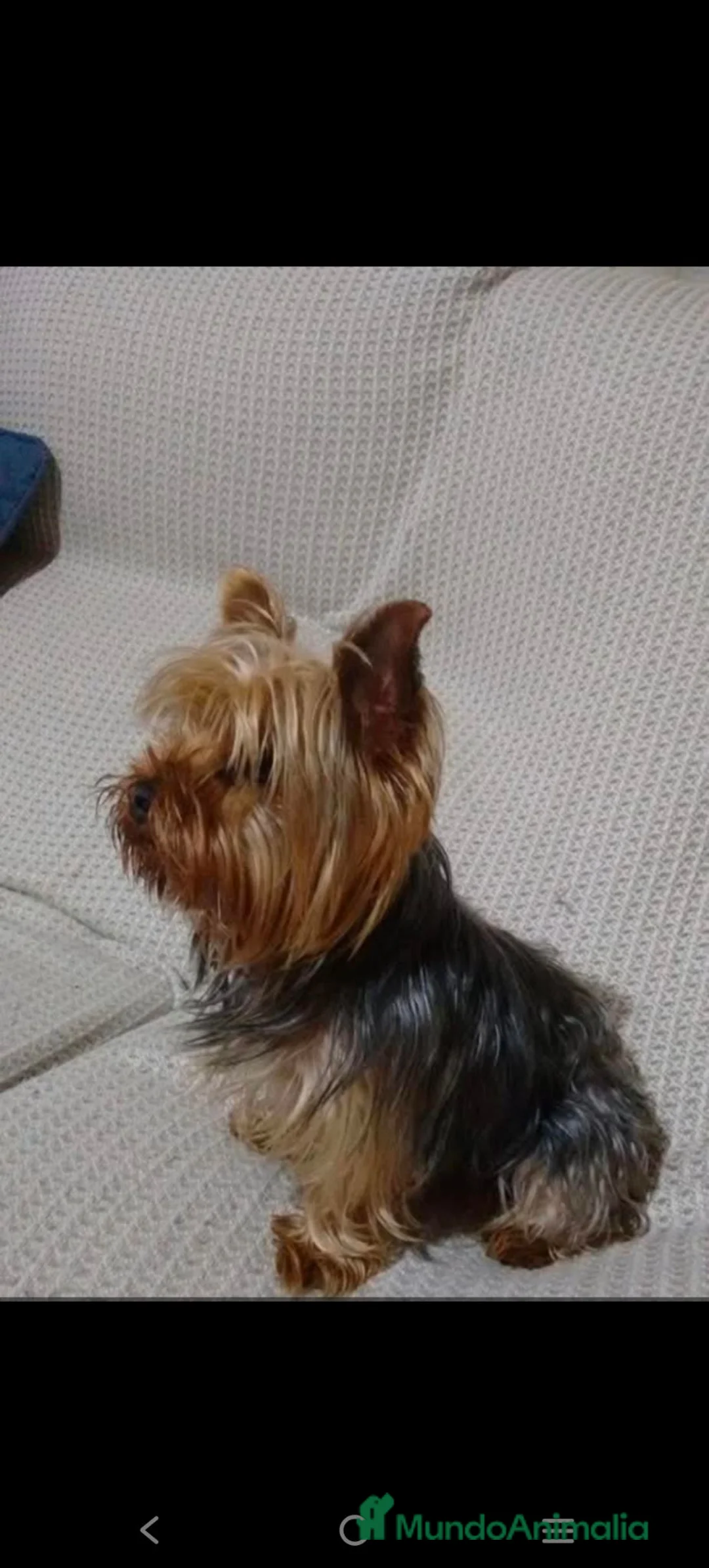 Yorkshire Terrier perros en venta: Yorkshire Terrier de Calidad  - Anuncio 4