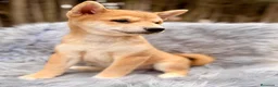 Shiba Inu perros en venta: SHIBA INU ROJO - Anuncio 4