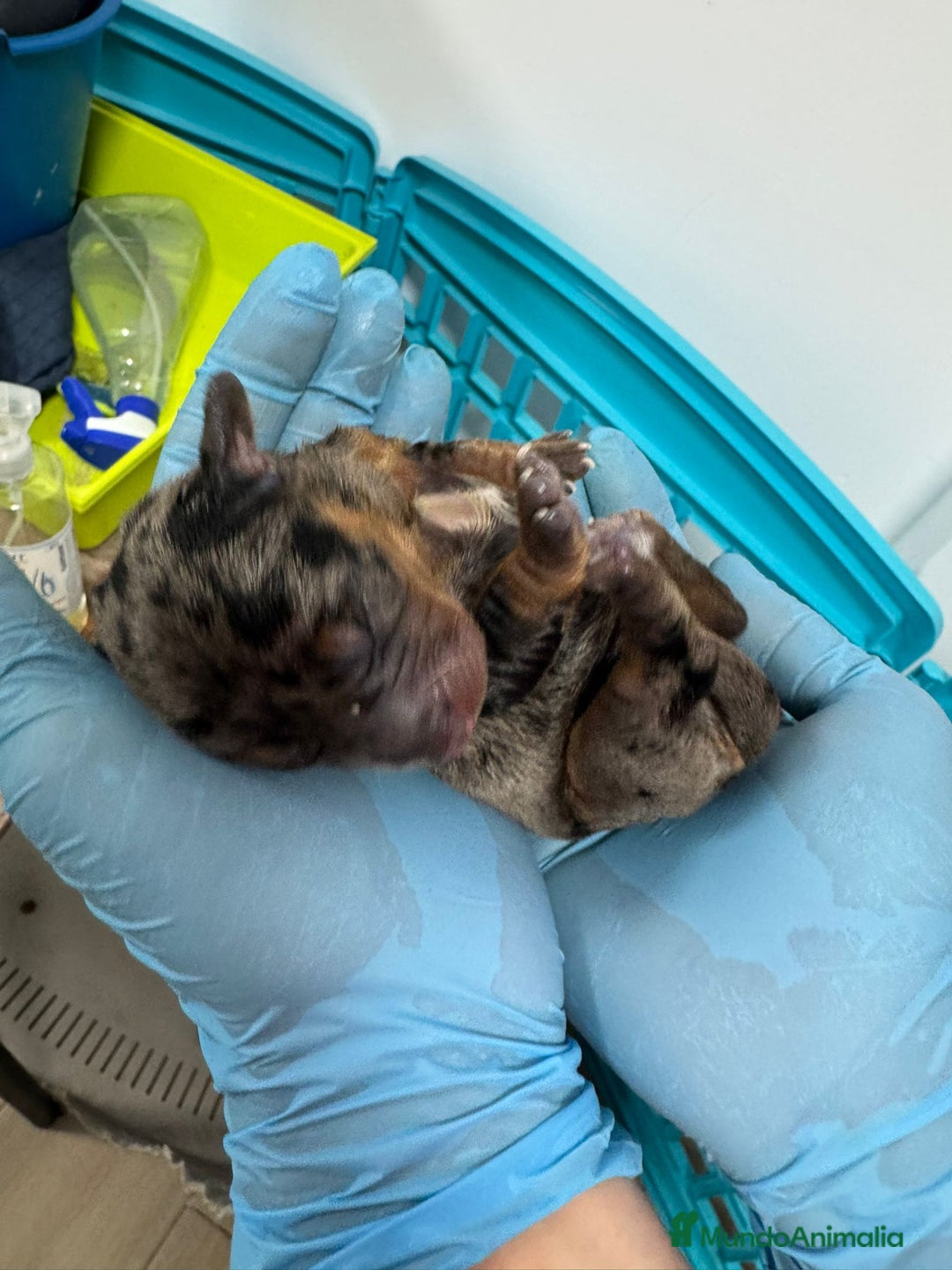 Teckel perros en venta: Teckel  - Imagen 2