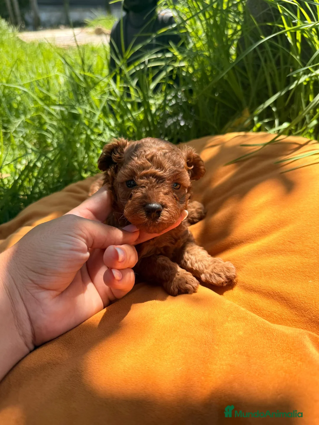 Caniche Toy perros en venta: Caniche toy - Anuncio 1